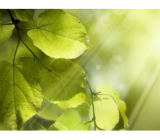 关于梦想的作文_梦想的作文