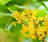 [桂花树作文300字]桂花树的作文大全