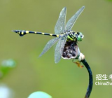 保护蜻蜓的作文400字|保护蜻蜓作文范文