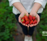摘草莓作文400|摘草莓作文精选