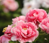 牡丹诗词300首最新