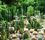 关于仙人掌的作文|仙人掌的作文大全