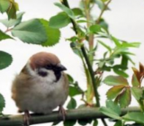 【作文大全300字写动物】观察动物的作文大全