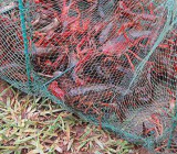 【小龙虾养殖批发】小龙虾养殖失败案例