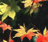 [秋雨的作文300字]秋雨的作文大全