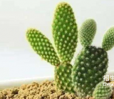 关于仙人掌的作文|仙人掌作文最新