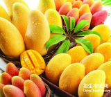 【我爱家乡的芒果的作文】我爱芒果作文