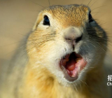 我喜欢的小动物作文_关于小动物的作文范文