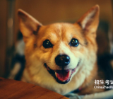 [小狗生活特点作文大全]可爱的小狗作文大全