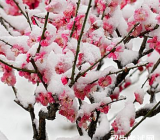 【写梅花的作文】梅花的作文精选