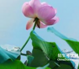 荷花作文300|荷花的作文大全