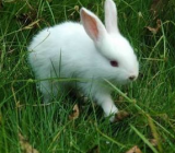 [可爱的小白兔作文300字]作文可爱的小白兔