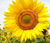 【关于向日葵的作文】向日葵作文大全