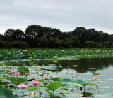 走进自然作文800字_《走进自然作文》