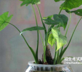 [植物借物喻人作文大全]关于植物的作文大全