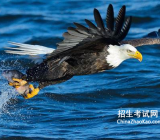 蜕变作文800字|蜕变作文 蜕变作文800字