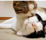 有家真好作文500字_有家真好作文大全