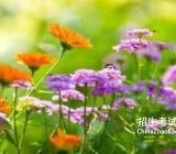 【台阶作文600】台阶作文 台阶作文600字