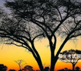 假如我是一棵树作文500|作文假如我是一棵树