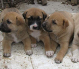 我家的小狗作文400字|作文：我家的小狗