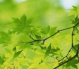 寻找春天的足迹手抄报_寻找春天的足迹作文精选