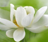 【莲作文400】莲作文 说莲作文