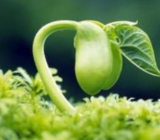 生命之歌作文400字|生命之歌作文大全