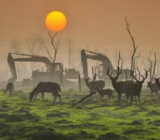 呼唤作文600字|呼唤作文 呼唤作文800字