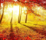 秋季养生作文600字