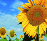 在小学数学教学中巧用儿歌