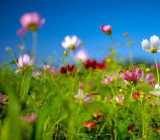 关于春天旅游的作文