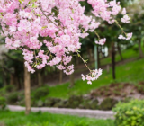 春日即景作文600字