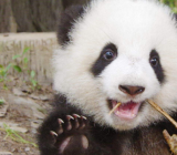 【写国宝大熊猫的作文】国宝大熊猫作文三年级