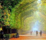 植物的诗歌 植物的现代诗歌大全集