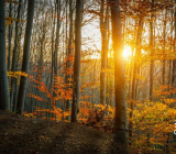 拥有阳光作文800字_拥有阳光作文精选