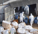 疫情中的凡人琐事作文