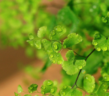 我的植物朋友作文