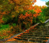 关于植物的现代诗 关于植物的现代诗歌