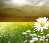 关于植物的诗歌精选