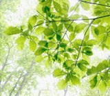 爱鸟的散文 描写鸟的优美散文|描写鸟的优美散文