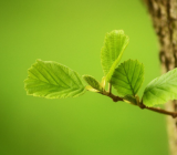 我的植物朋友作文300字