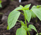 描写植物的现代诗 描写植物的现代诗歌