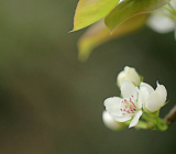 关于春天的古诗