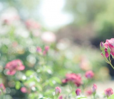 常见古诗的思想感情分类