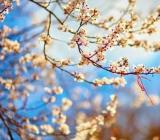 春天的味道作文700字关于疫情