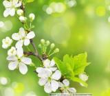 描写凤凰花的优美古诗