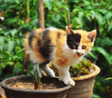 猫作文1000字-一只猫作文1000字