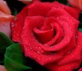 《娇艳的花》教案