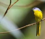 《鸟》经典教案