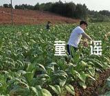 文明礼仪自编童谣【热】